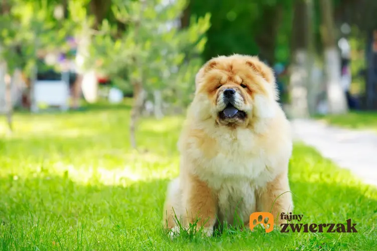 Pies rasy chow chow chau chau na tle zieleni, a także jego usposobienie, charakter i cena