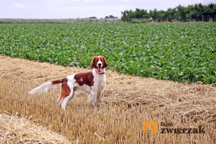 Pies rasy seter irlandzki czerwono-biały na polu zieleni, a także jego charakter, usposobienie i cena