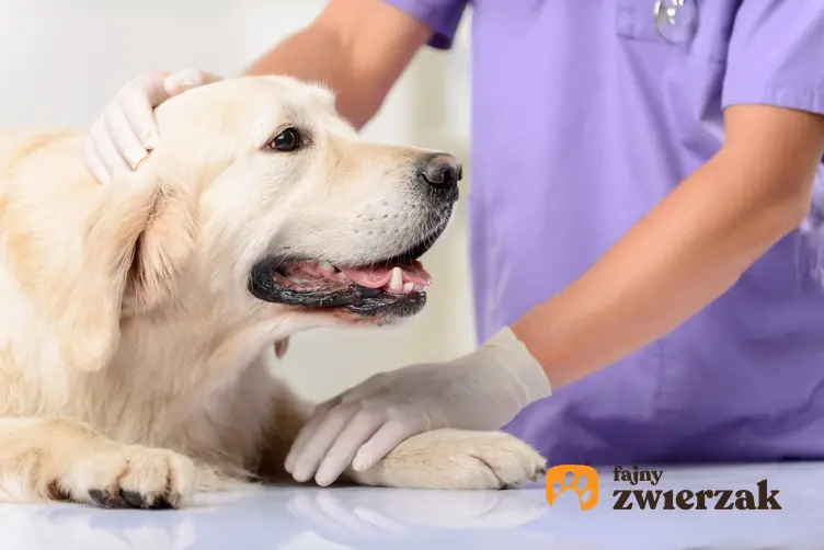 Pies u weterynarza, a także sterylizacja psa i cena kastracji psa