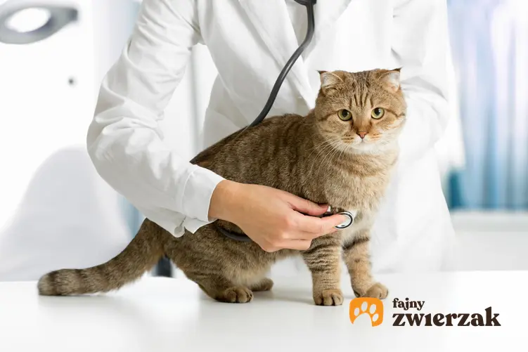 Kot u weterynarza podczas badania, a także cena kastracji kota i sterylizacji