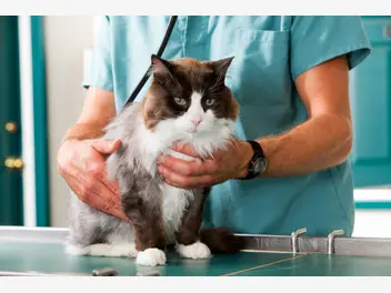 Ilustracja artykułu kiedy sterylizować kotkę? wyjaśniamy, w jakim wieku wykonać sterylizację
