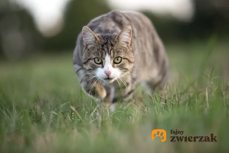 Kotka biegnąca po trawniku, a także cieczka i ruja u kotki oraz ile trwa
