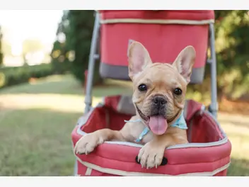 Ilustracja artykułu chcesz kupić wózek dla psa? zobacz, czy warto wozić psa na spacery