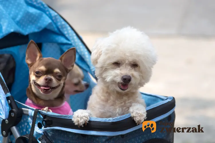 Dwa psy w wózku podczas spaceru, a także wózek dla psa spacerowy i porady