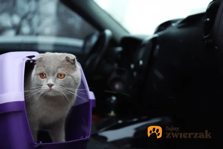 Kot w samochodzie w transporterze, a także jak przewozić i transportować kota w samochodzie