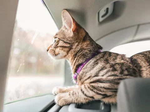 Bezpieczny przewóz kota w samochodzie