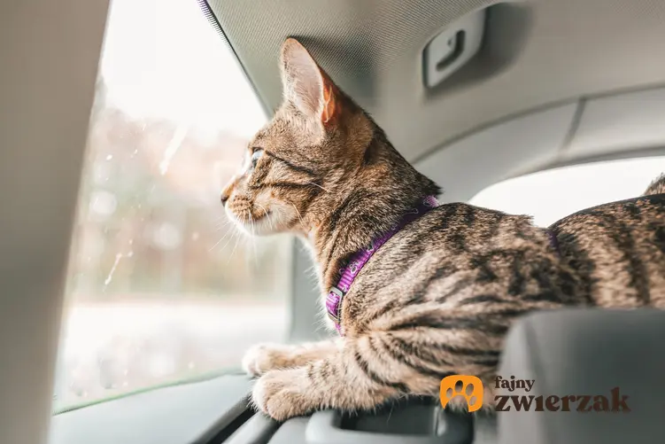 Kot w samochodzie wyglądający przez okno, a także porady jak przewozić kota w aucie