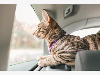 Ilustracja artykułu jak bezpiecznie przewieźć kota w samochodzie? o tym musicie pamiętać