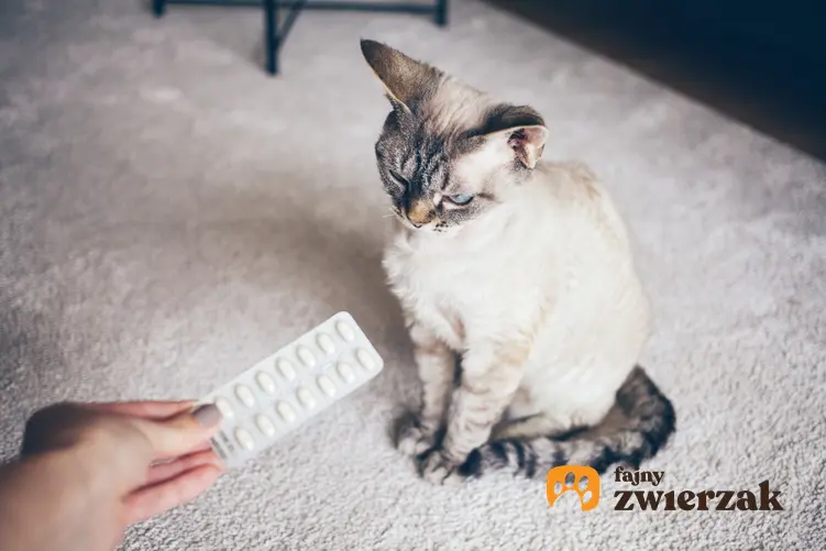 Kot siedzący na dywanie i tabletki, a także tabletki uspokajające dla kota i rodzaje