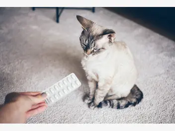 Ilustracja artykułu jakie tabletki uspokajające dla kota działają najlepiej? oto popularne produkty
