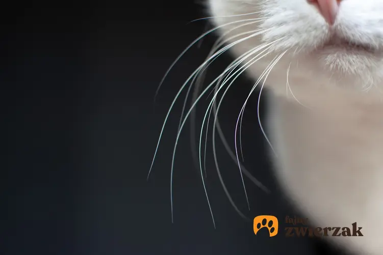 Wąsy kota na czarnym tle, a także informacje, po co kotu wąsy i jakie mają znaczenie