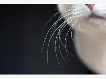 Ilustracja artykułu po co kotu wąsy? zobaczcie, jaką rolę pełnią kocie wibrysy