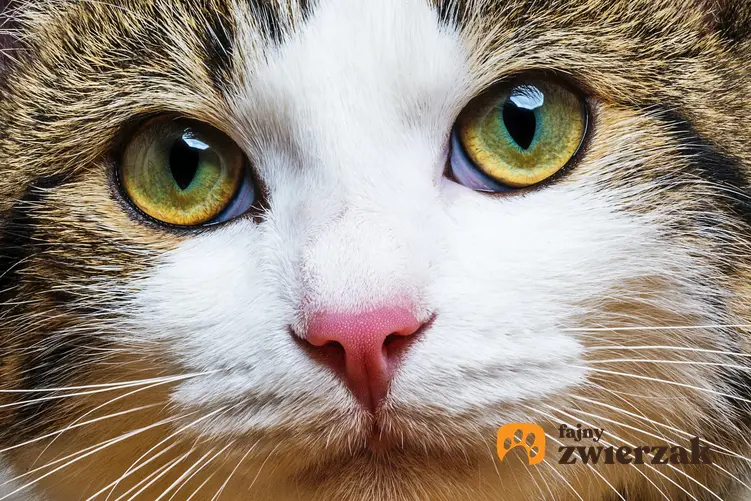 Zbliżenie na oczy kota, a także informacje, czy koty widzą kolory i w ciemności