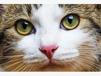 Ilustracja artykułu czy koty widzą kolory? wyjaśniamy, jak koty odbierają otaczający świat