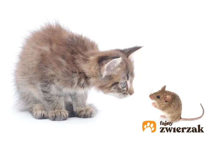 Mały kot przyglądający się myszy na białym tle, a także informacje, czy koty jedzą myszy