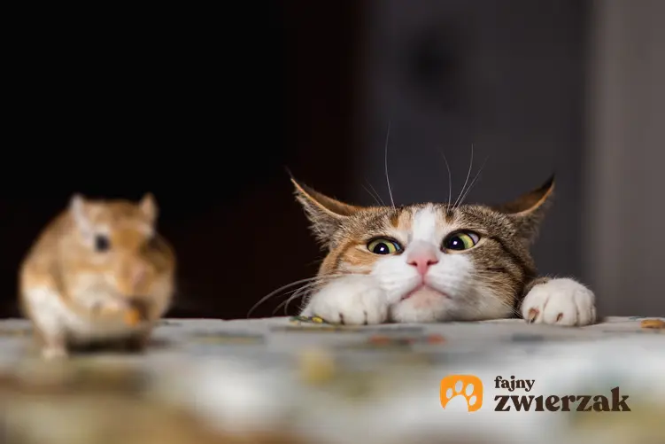 Kot obserwujący mysz na stole, a także informacje, czy koty jedzą myszy