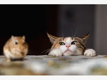 Ilustracja artykułu czy koty jedzą myszy? oto fakty i mity o zjadaniu zdobyczy przez kota