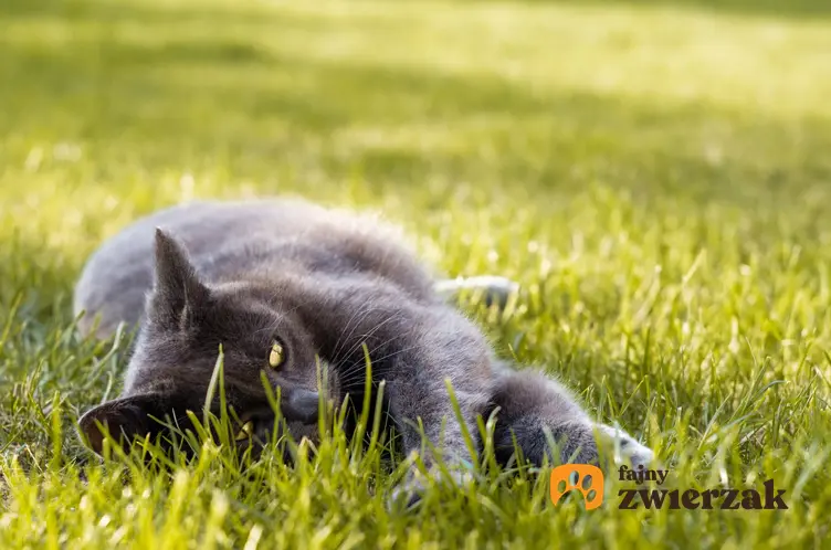Kot leżący na trawie w czasie upału, a także porady i sposoby, jak ulżyć kotu podczas upału