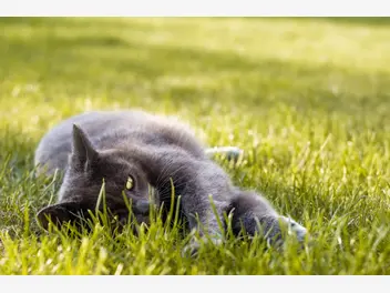 Ilustracja artykułu jak ulżyć kotu podczas upału? top 5 sposobów na ochłodzenie kota