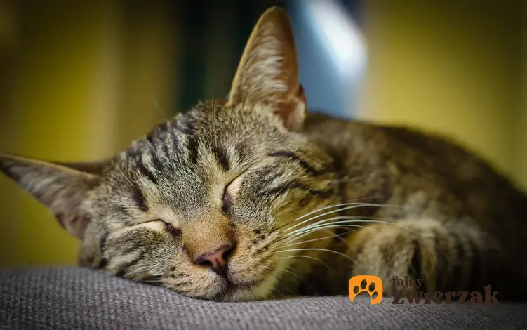 Śpiący kot, a także informacje, ile śpi kot na dobę i co warto wiedzieć