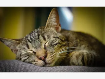 Ilustracja artykułu ile śpi kot? zobacz, jak długo potrafią spać koty w ciągu doby