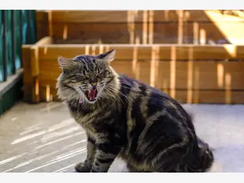 Ilustracja artykułu dlaczego kot bywa agresywny? oto 5 powodów pojawienia się agresji