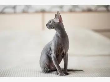 Ilustracja artykułu czy łyse koty naprawdę są łyse? wyjaśniamy, jak wyglądają koty bez sierści