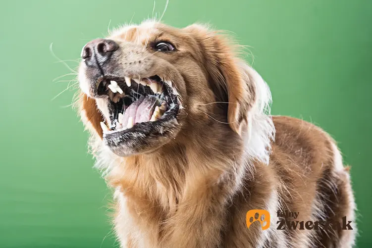 Pies z wścieklizną na zielonym tle, a także wścieklizna u psa, objawy i leczenie