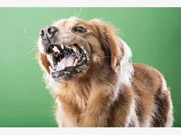 Ilustracja artykułu wścieklizna u psa – objawy, rozpoznanie, leczenie, profilaktyka