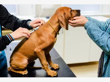 Ilustracja artykułu nosówka u psa - objawy, rozpoznanie, leczenie, zapobieganie