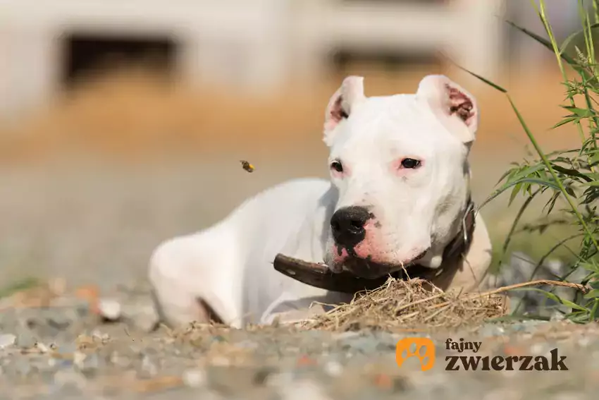 Buldog argentyński w pozycji leżącej