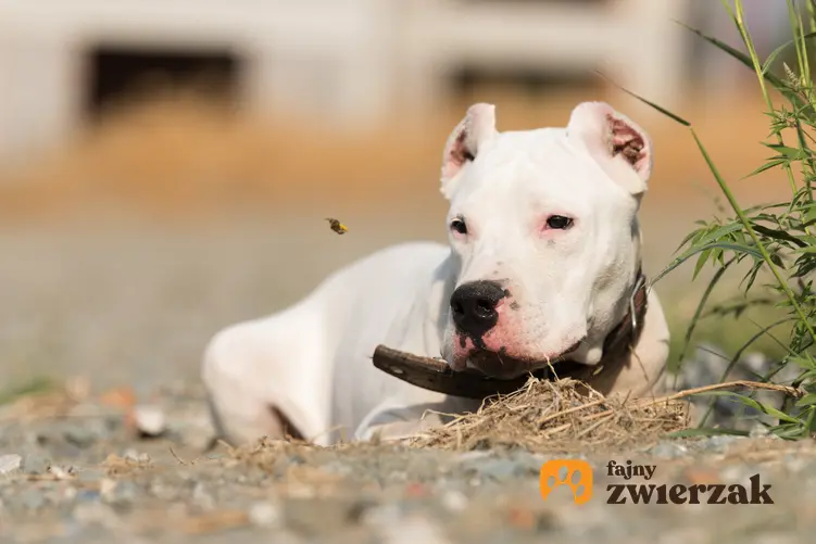 Pies rasy buldog argentyński leżący na ziemi, a także jego charakter i hodowla