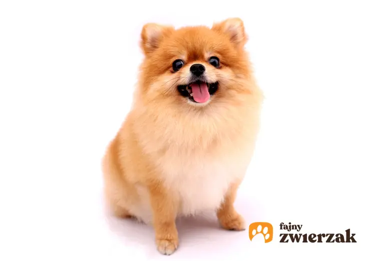 Pies rasy szpic miniaturowy na białym tle, a także cena szpica miniaturowego bez rodowodu i z rodowodem