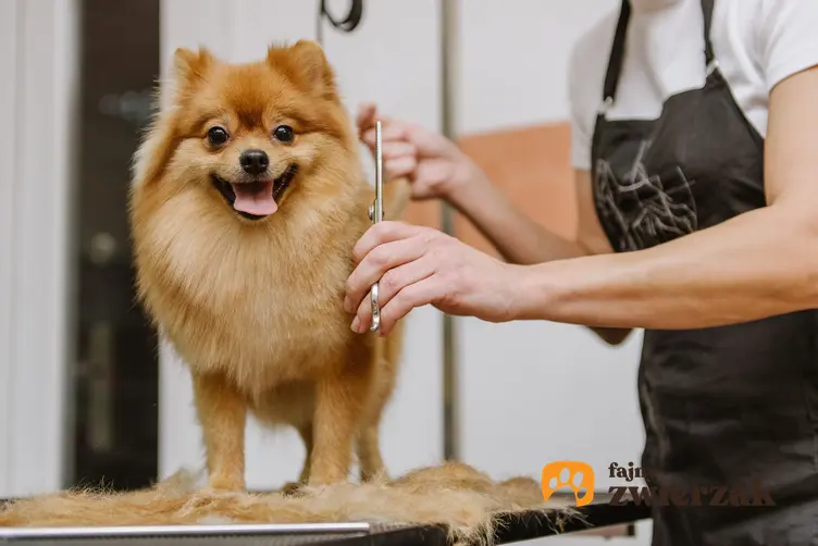 Pies rasy szpic miniaturowy u fryzjera, a także cena szpica miniaturowego bez rodowodu i z rodowodem