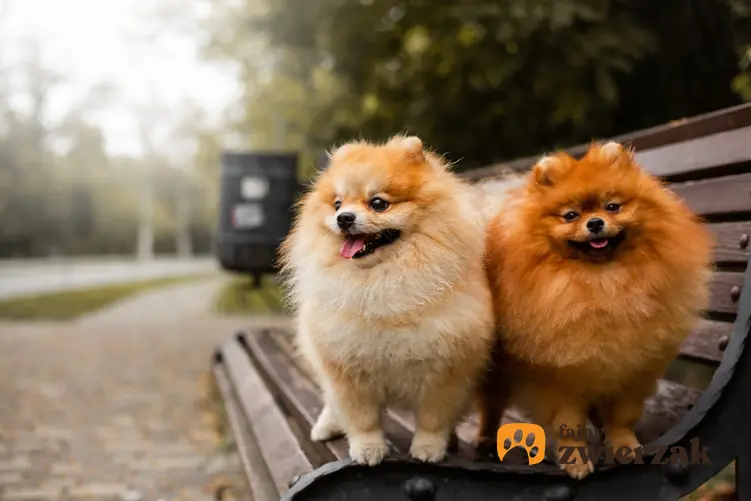 Psy rasy szpic miniaturowy siedzące na ławce, a także umaszczenie szpica miniaturowego