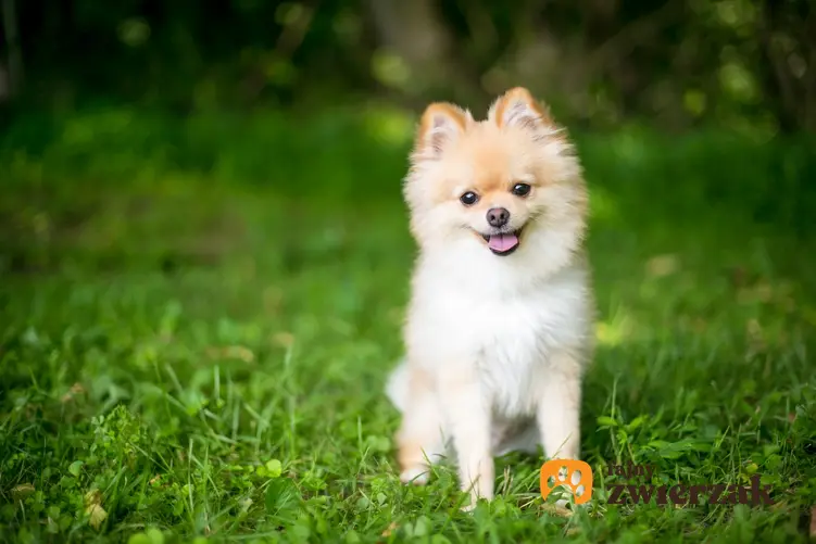 Pies rasy szpic miniaturowy na tle trawnika, a także hodowla szpica miniaturowego w Polsce