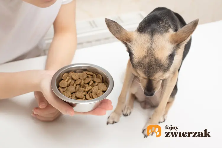 Chory pies przy misce z jedzeniem, a także brak apetytu u psa i przyczyny