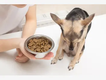 Ilustracja artykułu brak apetytu u psa – 6 powodów, przez które pies nie chce jeść