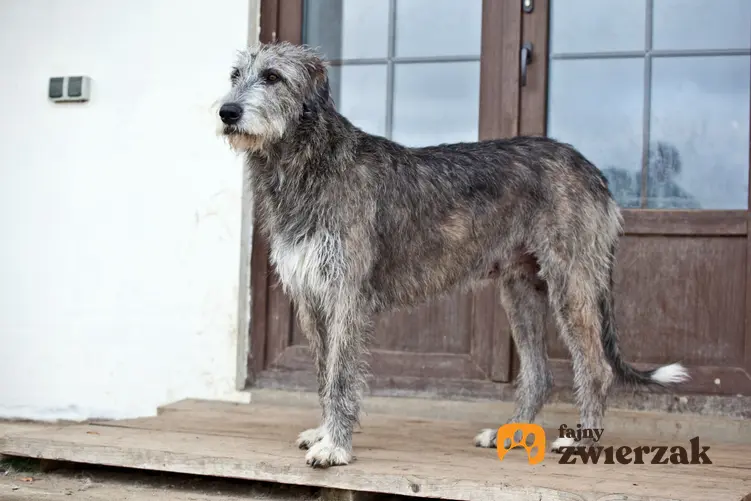 Pies rasy chart irlandzki stojący przed domem, a także jego opis, charakter i cena
