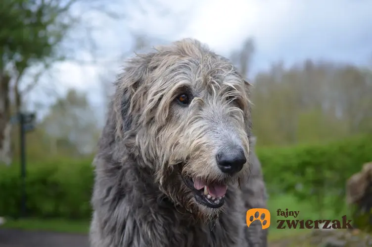 Pies rasy wilczarz olbrzymi podczas spaceru, a także jego charakter, hodowla i cena