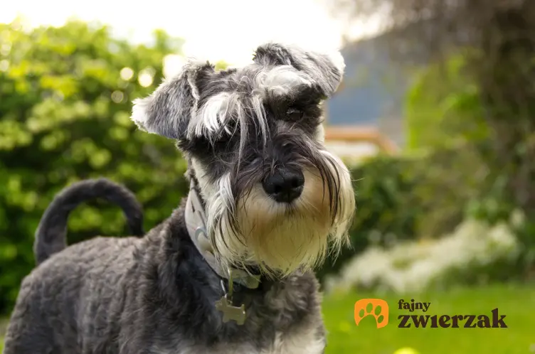 Pies rasy chart miniaturowy na tle zieleni, a także jego usposobienie, cena i opis
