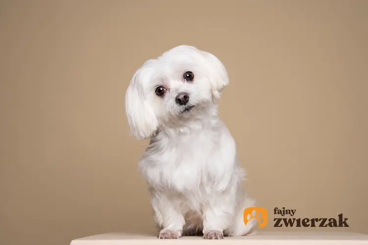 Pies rasy maltańczyk na beżowym tle, a także bolończyk a maltańczyk, podobieństwa i różnice