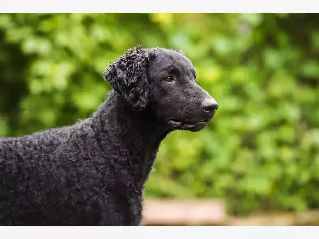 Curly Coated Retriever: opis i pielęgnacja