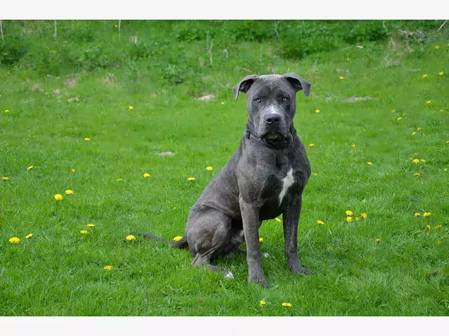 Cena psa rasy Perro de Presa Canario