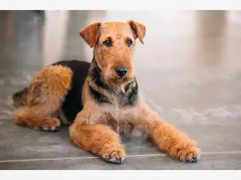 Najlepsze hodowle Airedale Terriera