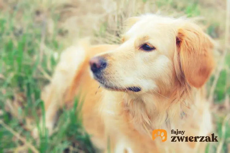 Pies na trawniku, a także ile trwa ciąża urojona u psa i jakie daje objawy