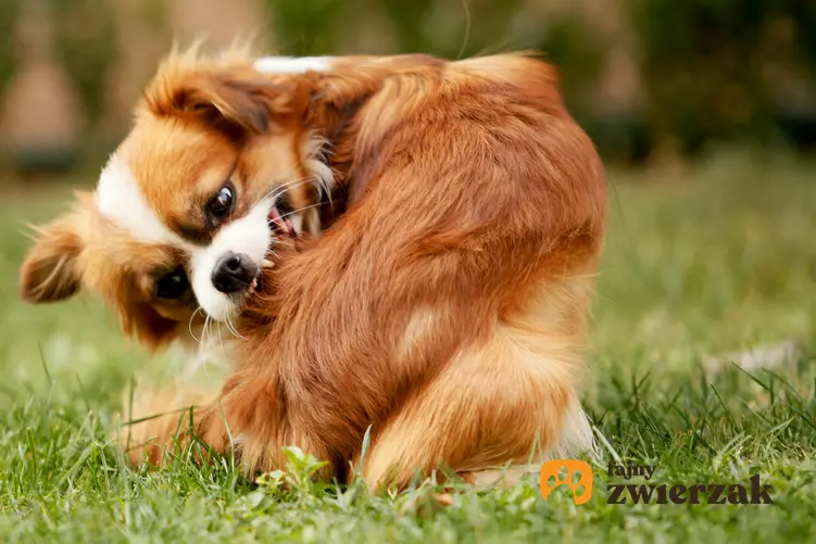 Pies gryzący się na trawniku, czyli świąd, łupież u psa i porady lecznicze