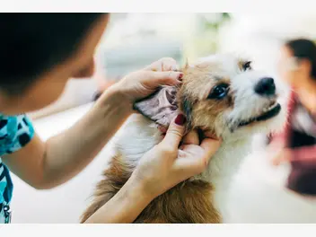 Ilustracja artykułu zapalenie ucha u psa – przyczyny, objawy, leczenie, konsekwencje