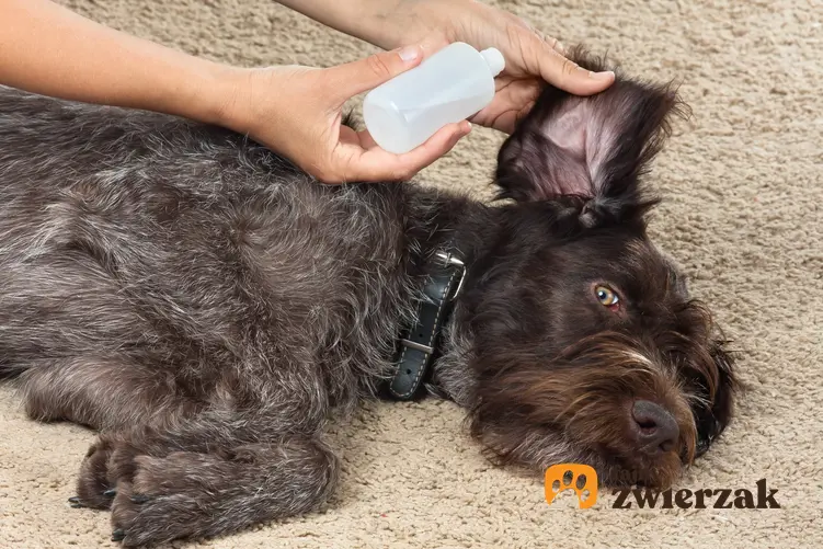 Pies podczas aplikacji kropli do ucha, a także zapalenie ucha u psa, objawy i leczenie