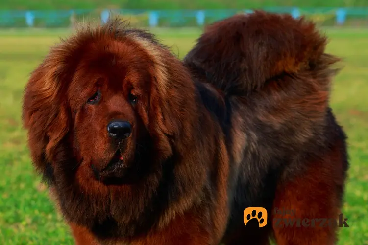 Pies rast owczarek tybetański, a także owczarek berneński i inne nieprawidłowe nazwy ras psów